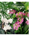 Florist's choice - Flowering Plants